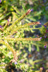 Common bugloss or Anchusa Officinalis plant in Zurich in Switzerland