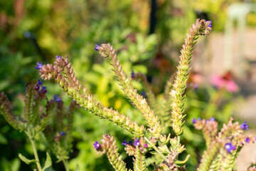 Common bugloss or Anchusa Officinalis plant in Zurich in Switzerland