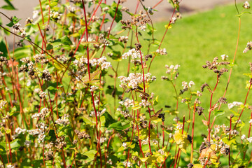 Common buckwheat or Fagopyrum Esculentum plant in Zurich in Switzerland