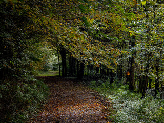 Fototapeta premium Weg durch den herbstlichen Wald