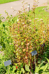 Common buckwheat or Fagopyrum Esculentum plant in Zurich in Switzerland