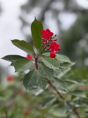 red flowers