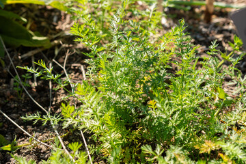 Meridian fennel or Carum Carvi plant in Zurich in Switzerland