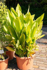 Turmeric or Curcuma Longa plant in Zurich in Switzerland