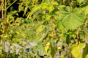 Velvetleaf or Abutilon Theophrasti plant in Zurich in Switzerland