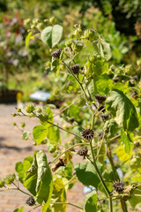 Velvetleaf or Abutilon Theophrasti plant in Zurich in Switzerland