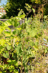 Velvetleaf or Abutilon Theophrasti plant in Zurich in Switzerland