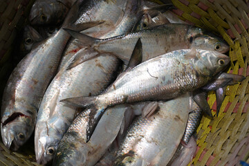Freshly caught hilsa (Tenualosa ilisha) fish covered in sea mud, highlighting their natural habitat. The silver scales glisten despite the mud, showcasing their freshness