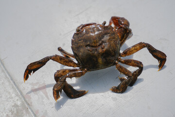 A close-up of a mud crab, showcasing its robust claws and textured shell against a clean white background. This species, known for its sweet meat, is a popular delicacy in various cuisines