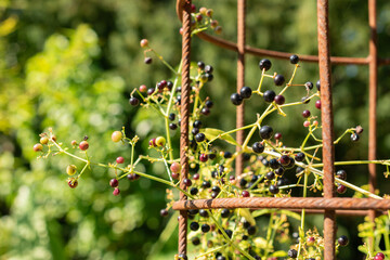 Common madder or Rubia Tinctorum plant in Zurich in Switzerland