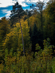Wiederaufforstung im Mischwald im Herbst