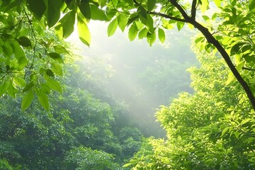 Obraz premium Lush Green Forest with Sunlight Filtering Through the Leaves Evoking a Peaceful Nature Scene