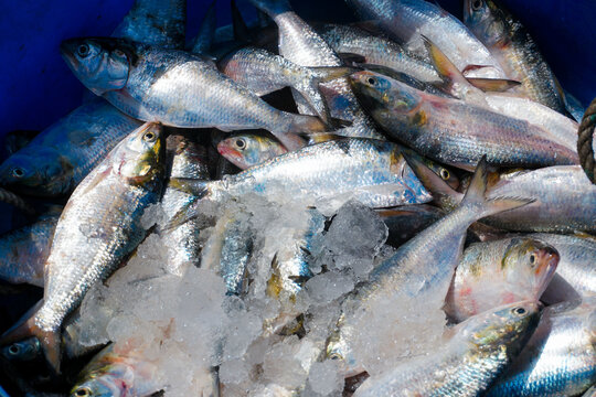 Freshly caught hilsa (Tenualosa ilisha) fish on crushed ice, showcasing their shiny, silver scales. Widely enjoyed in South Asian cuisine, these river fish are known for their delicate flavor