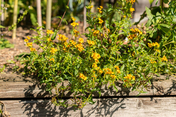 Mexican marigold or Tagetes Lucida plant in Zurich in Switzerland