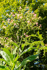 Cultivated tobacco or Nicotiana Tabacum plant in Zurich in Switzerland