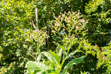 Cultivated tobacco or Nicotiana Tabacum plant in Zurich in Switzerland
