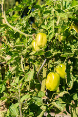 Tomato or Solanum Lycopersicum San Marzano plant in Zurich in Switzerland