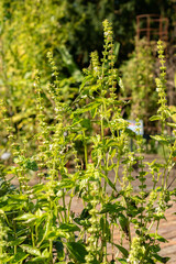Basil or Ocimum Basilicum Genovese plant in Zurich in Switzerland
