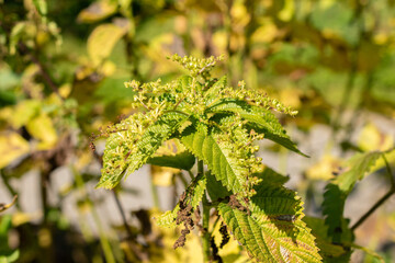 Burn nettle or Urtica Dioica plant in Zurich in Switzerland