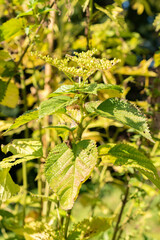 Burn nettle or Urtica Dioica plant in Zurich in Switzerland