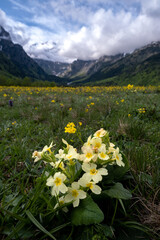 Obraz premium mountain landscape with yellow flowers in the foreground in alpine meadows