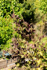 Perilla Frutescens var Crispa plant in Zurich in Switzerland