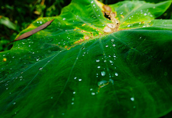 A green taro leaf with several water droplets on its surface. The leaf features a prominent central...