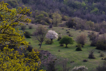 Blossoming of the first leaves and flowering trees in the spring mountains