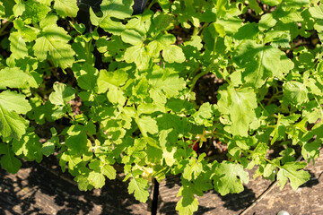 White mustard or Sinapis Alba plant in Zurich in Switzerland