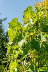 Wax gourd or Benincasa Hispida plant in Zurich in Switzerland