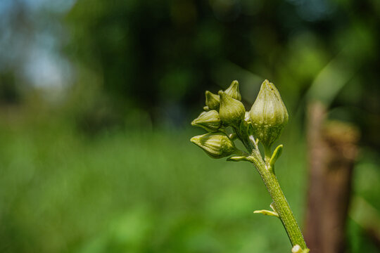 The flower buds appear slightly elongated and pointed, differing from typical pointed gourd flowers. They are relatively small in size, which is not always characteristic of this species