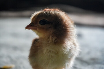 A small, fluffy chick with light brown feathers stands on a rough surface, tilting its head slightly to the side. Its small, pointed beak and dark eyes enhance its charming look.