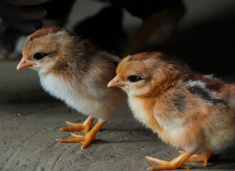 Close-up of two small, fluffy chicks with reddish-brown plumage and white accents around their...
