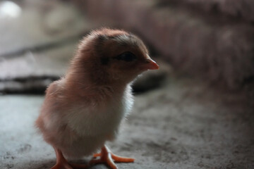 A small, fluffy chick with light brown feathers stands on a rough surface, tilting its head downwards. Its small, pointed beak and dark eyes add to its charming appearance