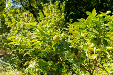 Bergamot orange or Citrus Bergamia plant in Zurich in Switzerland