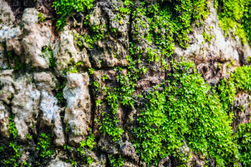 Emerald Embrace: A close-up of lush green moss thriving on a rugged tree bark, creating a vibrant tapestry of life and nature's resilience.  