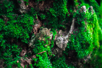 Emerald Tapestry: A close-up of lush green moss clinging to a textured bark, showcasing the intricate beauty and vibrancy of nature's artistry.  