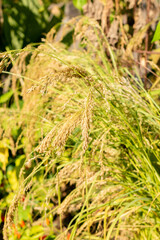 Williams lovegrass or Eragrostis Tef plant in Zurich in Switzerland