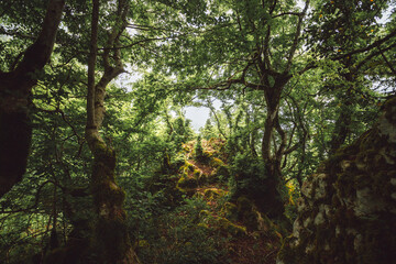 dense thickets of plants in the mountains, dense jungle