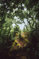 dense thickets of plants in the mountains, dense jungle