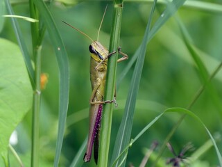 grasshopper perched on a green plant stalk in a natural environment against blur background