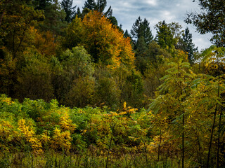 Wiederaufforstung im Mischwald im Herbst