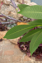 Plumeria Alba plant in Zurich in Switzerland