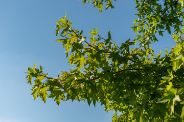 Oriental sweetgum or Liquidambar Orientalis plant in Zurich in Switzerland
