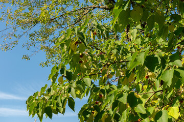 Papaer mulberry or Broussonetia Papyrifera plant in Zurich in Switzerland