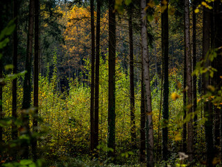 Wiederaufforstung im Mischwald