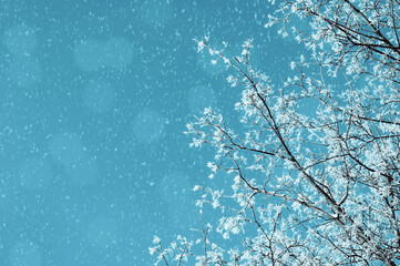 Winter background with braches of the winter trees covered with frost and snow on the background of...