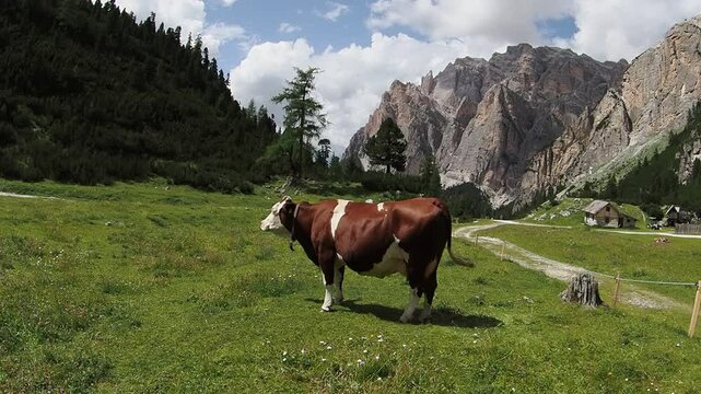a cow in dolomites mountain 