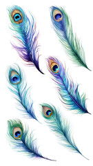 Obraz premium Watercolor peacock feather png cut out set
