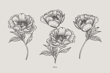 Vintage peony. Vector botanical illustration. Set.